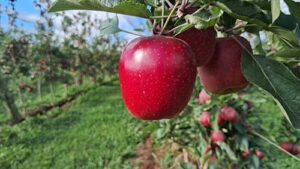 RASIP projeta colheita de 55 mil toneladas de maçãs na safra 2025