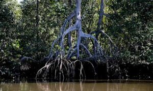 Projeto BlueShore do RCGI busca entender potencial de captura de carbono dos manguezais brasileiros
