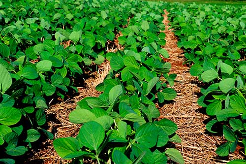Semana de calor intenso: Saiba como biodefensivos unem sustentabilidade e produtividade para a soja mesmo em período de desafios climáticos 