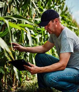 Água é um dos desafios globais da agricultura