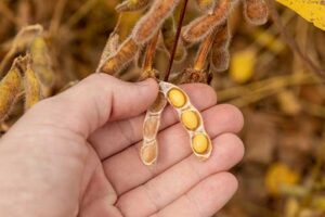 Especialista alerta para cuidados na hora de dessecar a soja