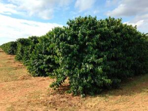Tera Nutrição Vegetal mostra potencial brasileiro de ampliar aplicação dos fertilizantes orgânicos