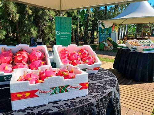 Safra da pitaya em Santa Catarina deve superar 6,5 mil toneladas neste ano