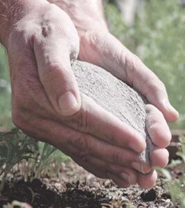 Aumento da produtividade de citros e milho é destaque em evento na Bahia; conheça tecnologia utilizada na região