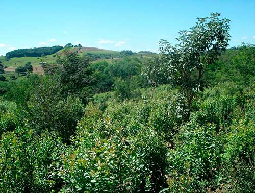 Erva-mate da região de Machadinho conquista reconhecimento como Indicação Geográfica