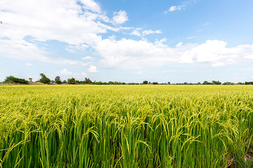 BASF aposta em soluções de manejo integrado na Abertura da Colheita do Arroz 