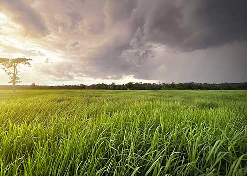 Os cinco pilares da produtividade das forrageiras