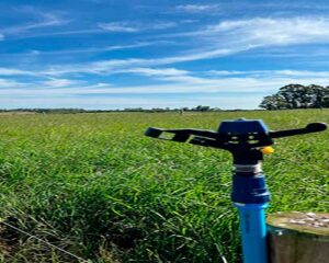 Irrigação e fertirrigação otimiza e garante maior produtividade de pasto no RS, ultrapassando 10 animais por hectare.