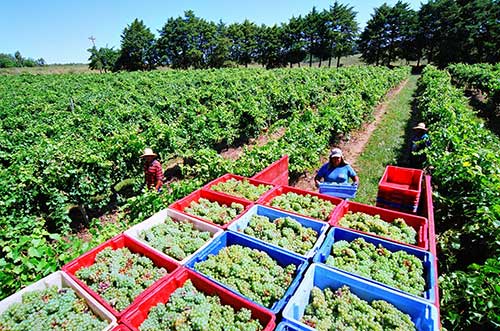 Nova Aliança deve processar, 40 milhões de quilos de uva, cultivadas em 2.000 hectares