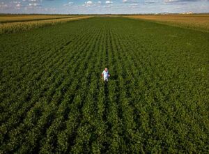 5 estratégias para aumentar a rentabilidade na safra de Verão