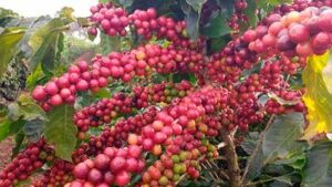 ADAMA leva inovação à FEMAGRI 2025 com soluções para um campo mais produtivo