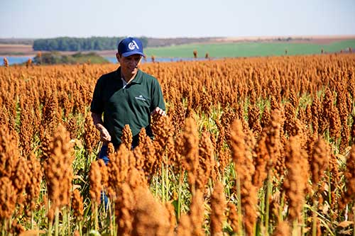 Sorgo tem potencial para ser muito mais que um "plano B" na estratégia dos produtores