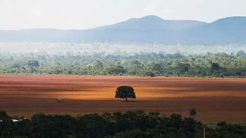 AGU cobra de infratores ambientais recuperação de 6,8 mil hectares em cinco biomas brasileiros
