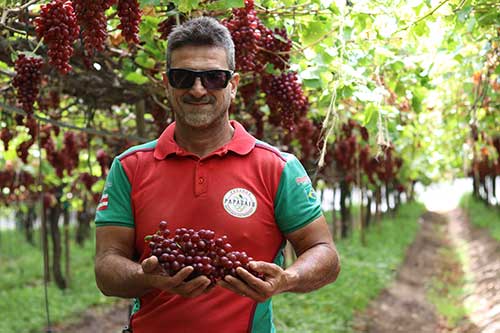 Doçura das uvas garante mais renda ao produtor