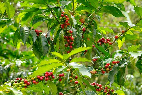 FEMAGRI 2025: Agronelli destaca fatores decisivos para garantir qualidade e produtividade no plantio de café