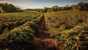 FEMAGRI 2025: Agronelli destaca fatores decisivos para garantir qualidade e produtividade no plantio de café