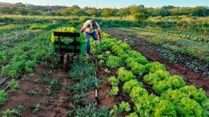 Associação Caatinga alerta: mudanças climáticas impulsionam alta dos alimentos e impactam na segurança alimentar