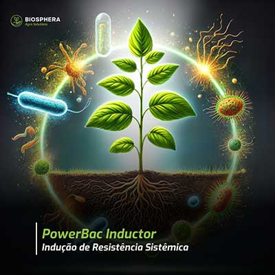 Bacillus é aliado das plantas na resistência contra doenças foliares