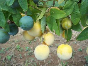 Embrapa promove Dia de Campo sobre o maracujá medicinal BRS Vita Fruit