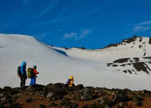 Fungo da Antártica pode levar a novo biopesticida natural