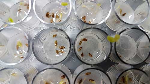 Fungo da Antártica pode levar a novo biopesticida natural