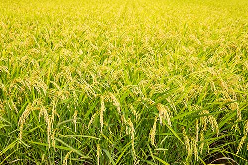 Cultivo de arroz na região Centro-Oeste gaúcha tem boas expectativas