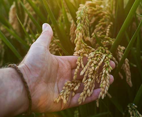 Cultivo de arroz na região Centro-Oeste gaúcha tem boas expectativas