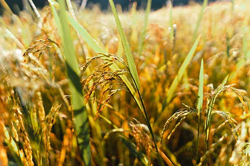 Cultivo de arroz na região Centro-Oeste gaúcha tem boas expectativas