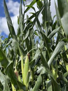 Com desafios, safrinha deste ano precisa de manejo estratégico