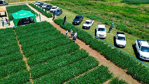 Experimentação agrícola em diferentes regiões do Brasil garante assertividade no uso de produtos no manejo das plantas