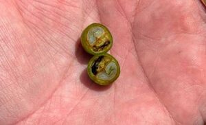 Onda de calor e estiagem ameaçam safra de café no Brasil