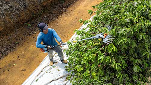 Husqvarna lança derriçadores de café que reduzem danos à planta e melhoram performance de colheita