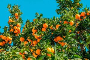 Calor extremo ameaça produção de laranjas e limões