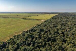 Soluções financeiras inovadoras são a aposta do IFACC para catalisar a transição para uma agricultura mais sustentável: em 2024 foram desembolsados US$ 244 milhões