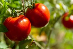 Novidades e avanços tecnológicos marcam participação da ISLA Sementes na Expoagro 2025