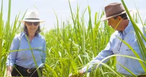 Desafios climáticos e a força do solo: como o Bom Retiro Agronegócio enfrenta a seca com microbiologia
