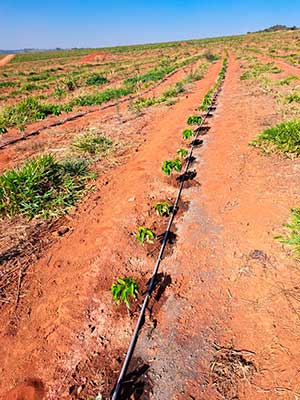 Raio-X da Irrigação no Café: Como a Tecnologia Transforma a Cafeicultura Brasileira?