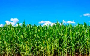 Alta expressiva no preço de alguns ativos químicos acende alerta no campo e pressiona agricultores a reverem estratégias de manejo