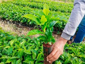 Fundação Procafé e C3 Consultoria e Pesquisa lançam núcleo de inteligência para impulsionar a cafeicultura brasileira