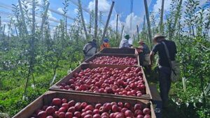 RASIP investe e reforça compromisso com boas condições de trabalho na colheita da maçã em Vacaria
