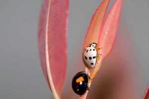 Suzano utiliza exército de joaninhas no combate a pragas