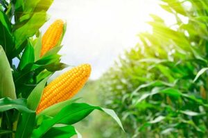 TMG apresenta lançamentos no mercado de milho durante o Show Safra 2025