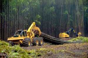 Unidas oferece soluções para os segmentos madeireiro e florestal