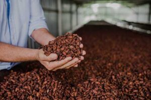 Concurso Nacional de Cacau Especial ganha evento itinerante em 2025