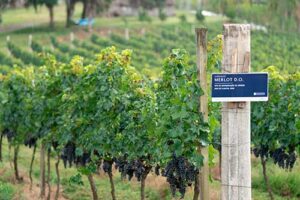 Setor vitivinícola do Rio Grande do Sul celebra safra histórica e projeta crescimento do mercado