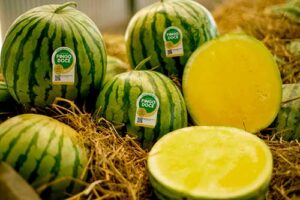 Rastreabilidade e inovação são destaques na segunda edição da Fruit Attraction em São Paulo