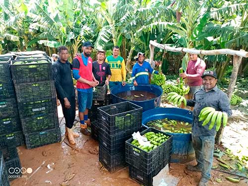 Fotos: Codevasf Produtores do Projeto Público de Irrigação Baixio de Irecê, implantado pela Companhia de Desenvolvimento dos Vales do São Francisco e do Parnaíba (Codevasf) no Médio São Francisco baiano, comemoram a primeira colheita de banana cultivada no local. Até momento, já foram colhidas cerca de 33 toneladas da variedade prata rio, com média de qualidade de 50% de primeira e 50% de segunda. O volume comercializado corresponde a cerca de R$ 100 mil. A produção segue para o mercado consumidor da capital baiana. Um dos agricultores que exploram o cultivo da banana no projeto é Gilberto Alves. “Ainda não foi colhido nem 10% da nossa produção. Estou muito satisfeito com o resultado da primeira colheita. Isso mostra que a cultura da banana no Baixio tem grande viabilidade econômica, sendo um produto que dá sustentabilidade ao agricultor irrigante. Hoje, temos a prova que o projeto é economicamente viável”, ressalta o produtor.