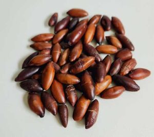 Pesquisa, preservação e políticas públicas: passos rumo à sustentabilidade na cadeia do Baru