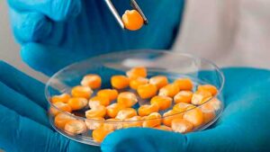 Morgan e Forseed levam híbridos com alta tecnologia para feiras no Rio Grande do Sul