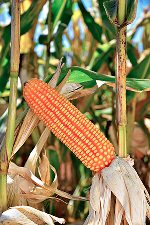 Shull Seeds apresenta portfólio de híbridos de milho na 23ª Expoagro Afubra